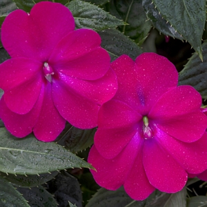 Impatiens Compact Rose Glow SunPatiens